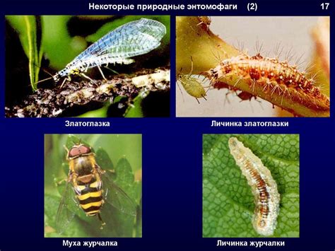 Биологические методы против кузнечиков-вредителей: использование природных средств