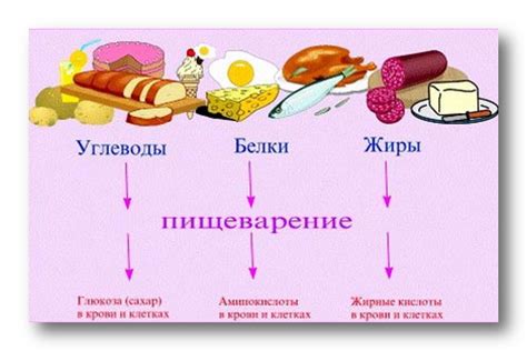 Богатый состав и питательные вещества в листве рябины и смородины