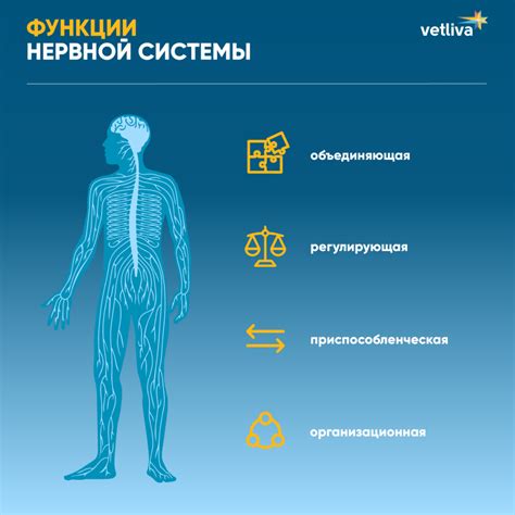 Болевой синдром и нарушение функции нервной системы