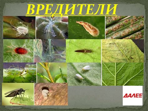 Борьба с возникновением насекомых: доступные подходы к уничтожению и контролю вредителей