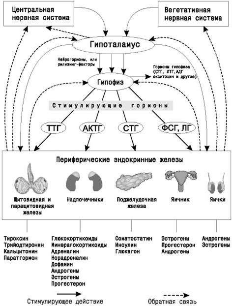 Взаимодействие фолликула с гипофизом и функция гормонов в этом процессе