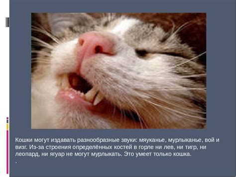 Виды необычных звуков, которые может издавать грызун