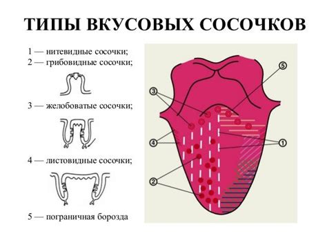 Вкусовые пристрастия и предпочтения: роль вкусовых сосочков в выборе пищи