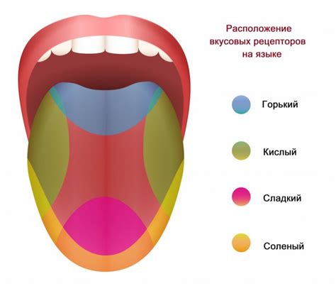 Вкусовые рецепторы: как они работают и какое влияние они оказывают на восприятие вкуса