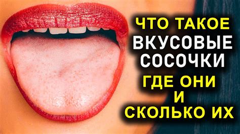 Вкусовые сосочки: работа, функции и влияние на вкусовые ощущения