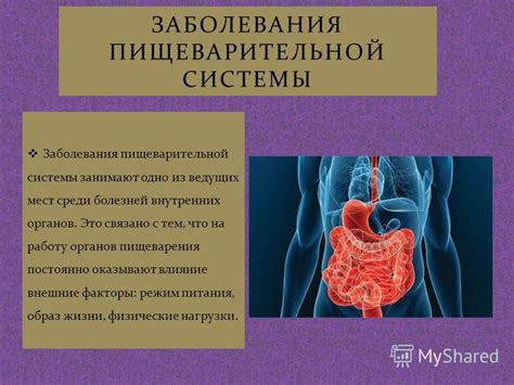 Влияние жевелы на работу пищеварительной системы