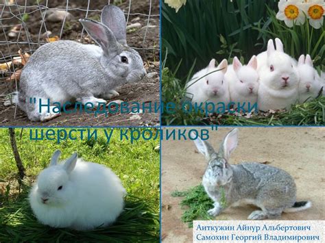 Влияние факторов на наследование цвета шерсти у домашних животных