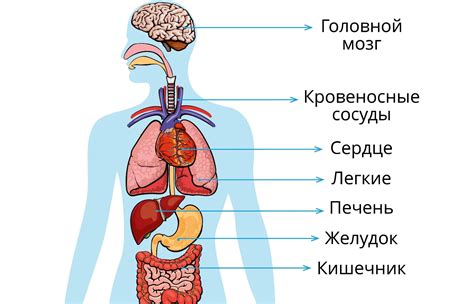 Внутренние органы осетра, их использование в пищу и в косметике