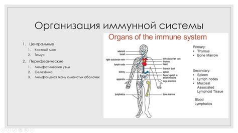 Вода со спичками и иммунная система