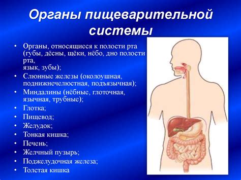 Вода со спичками и пищеварительная система