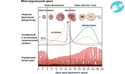 Возможности фолликула в женском организме