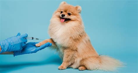 Домашний уход за образованием на коже после вакцинации у собак