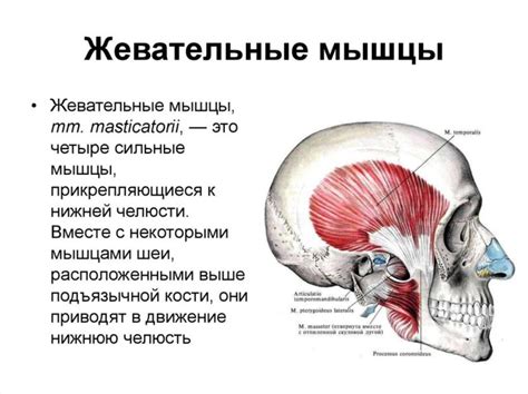 Жевела и ее значение в укреплении жевательных мышц