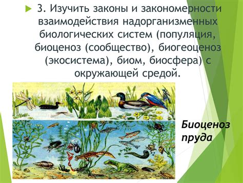 Закономерности взаимодействия кошек с окружающей средой