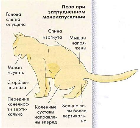 Значение уробилиногена в моче у котов: его присутствие и возможные причины