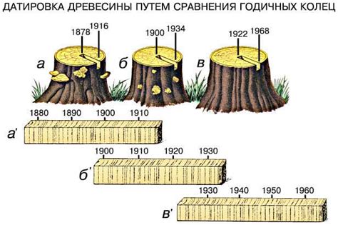 Использование таблицы для установления возраста растущего дерева