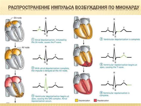 Использование электрокардиограммы (ЭКГ)