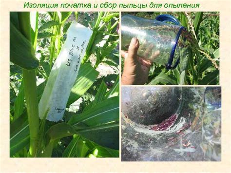 Контроль опыления и сбор пыльцы: эффективные подходы и методы