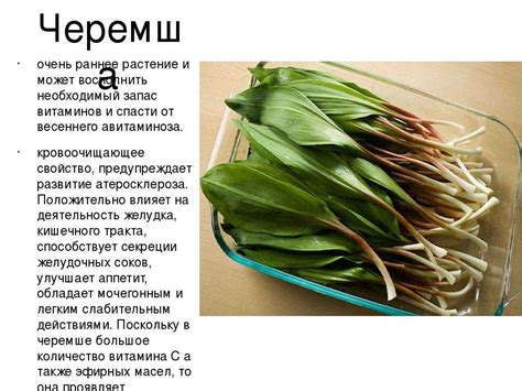 Маринование черемши в ароматной соленой отваре