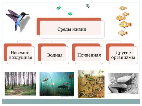 Места обитания осины и условия их обнаружения