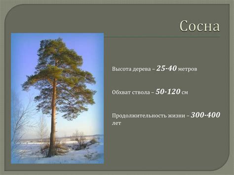 Ограничения метода определения возраста деревьев исходя из диаметра ствола