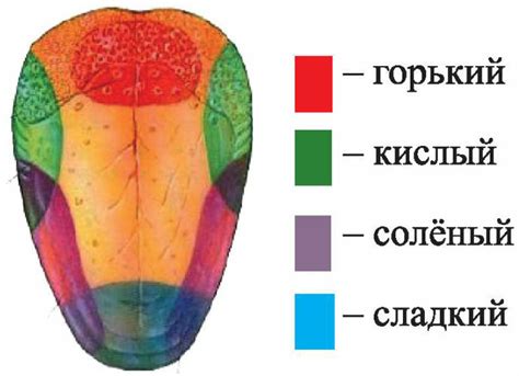 Определение вкусовых сосочков: анатомические особенности и роль для восприятия вкуса