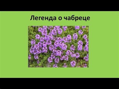 Освежение вида: забота о цветущем чабреце весной