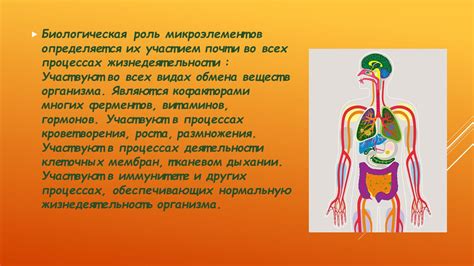 Основная роль в организме человека