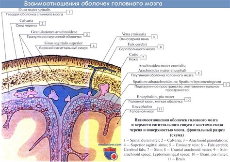 Основные факторы, приводящие к изменению формы оболочки мозга
