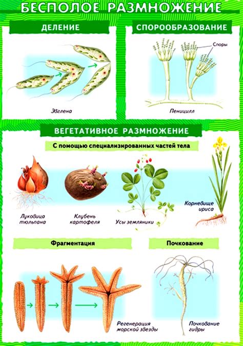 Особенности размножения гибридных растений