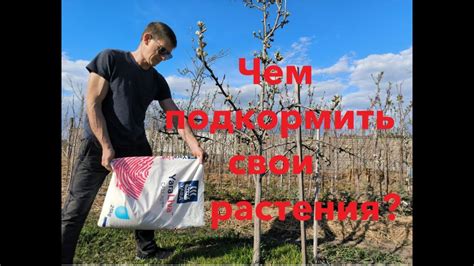 Ошибки при использовании удобрений и химикатов на приусадебном участке