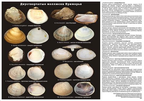 Подготовка великолепной деликатесной икры из морских двустворчатых моллюсков