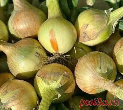 Подкормка луковицы для поддержания их силы