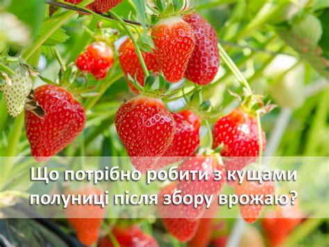 Препараты для устранения зеленых настав с кустами клубники