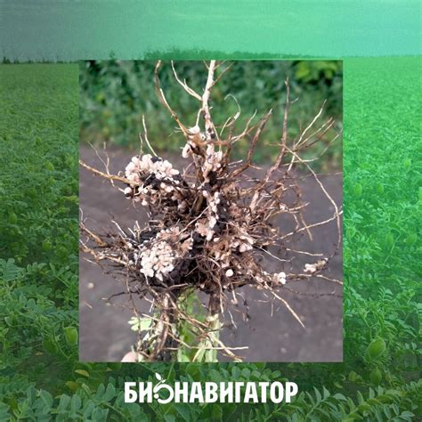 Применение механических аппаратов для обработки гороха нут