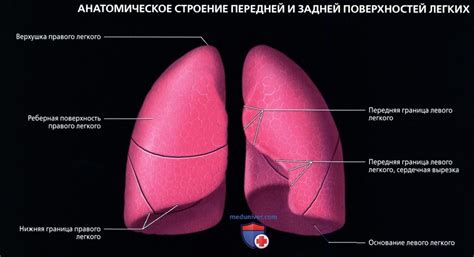 Причины возникновения отдельных очагов на поверхности легких под плеврой