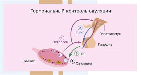 Производство женских гормонов фолликулом и их влияние на функционирование репродуктивной системы