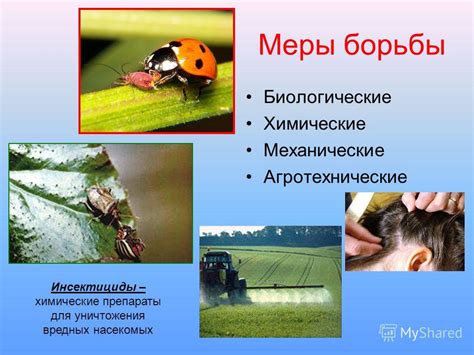 Профилактические меры для предотвращения появления вредных насекомых