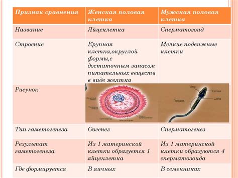 Развитие ооцита и его биологическое значение в процессе овуляции