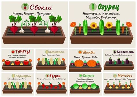 Расположение овощных культур на участке: идеальные варианты