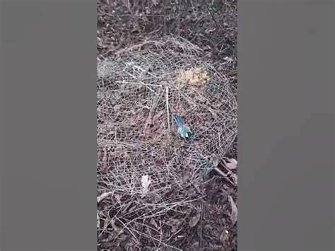 Расположение уловистой ловушки в нужном месте