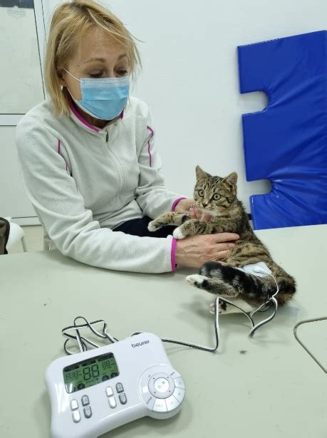 Реабилитационные меры для восстановления здоровья кошек с септическим нейтрофильным поражением