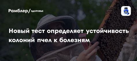 Роль аграрных методов в сохранении колоний пчел