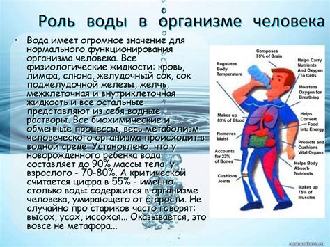 Роль дурального мешка в организме: его функции и значение