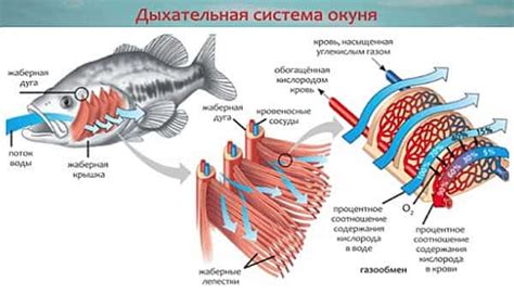 Роль жабер в вопросе дыхания у рыб: подробное рассмотрение