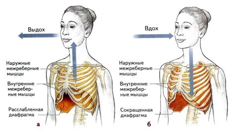 Роль правильного дыхания в укреплении челюсти