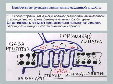 Секреты активации и укрепления гамма-аминомаслянной кислоты в когнитивной сфере