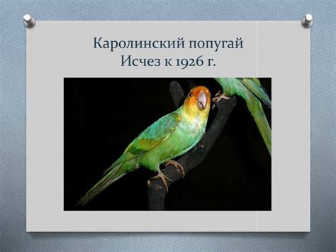 Символика пернатого обитателя карнизов