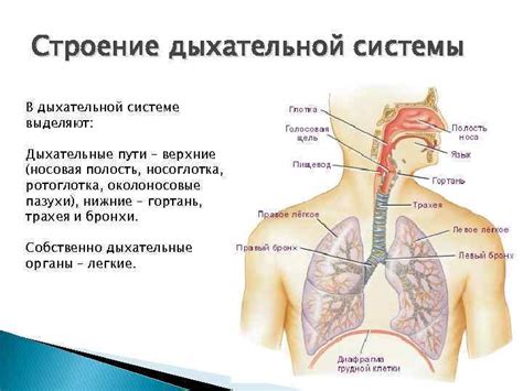 Симптомы инкрустаций в дыхательной системе и способы их обнаружения