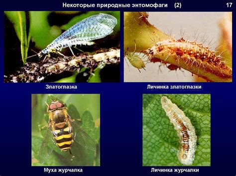 Система комплексной защиты от вредителей рапсовой культуры
